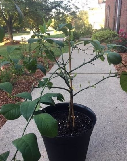 When Your Lemon Tree Won’t Give You Lemons